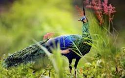 امیر خانی امیر خانی